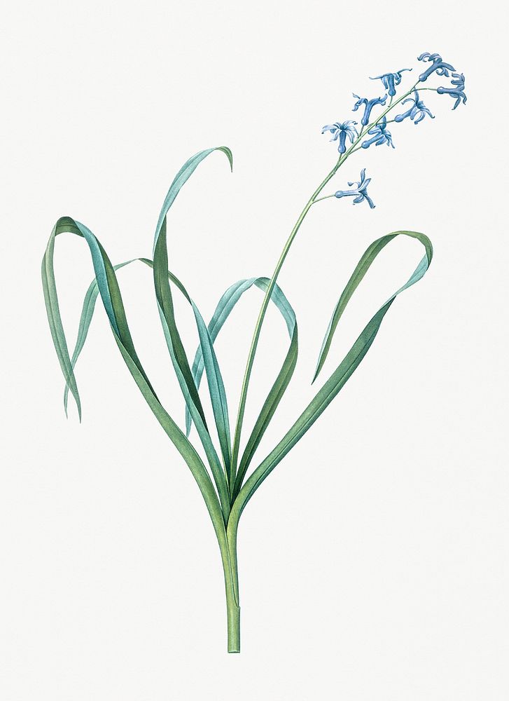 Vintage Illustration of Dutch hyacinth