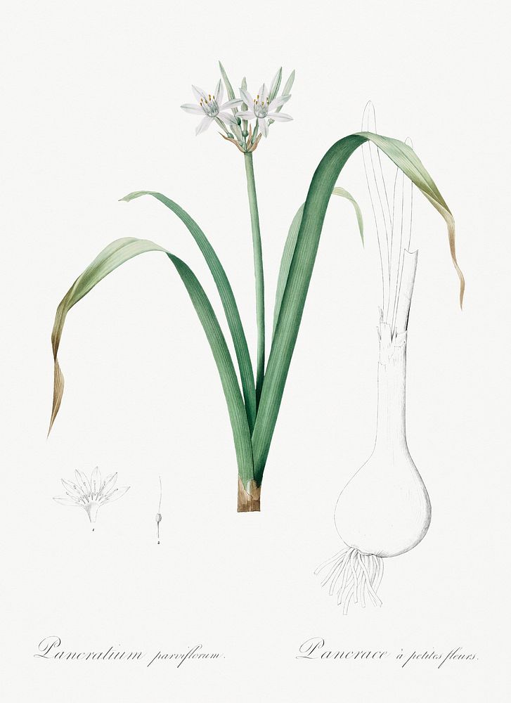 Small-flowered pancratium illustration from Les liliac&eacute;es (1805) by Pierre Joseph Redout&eacute; (1759-1840).…
