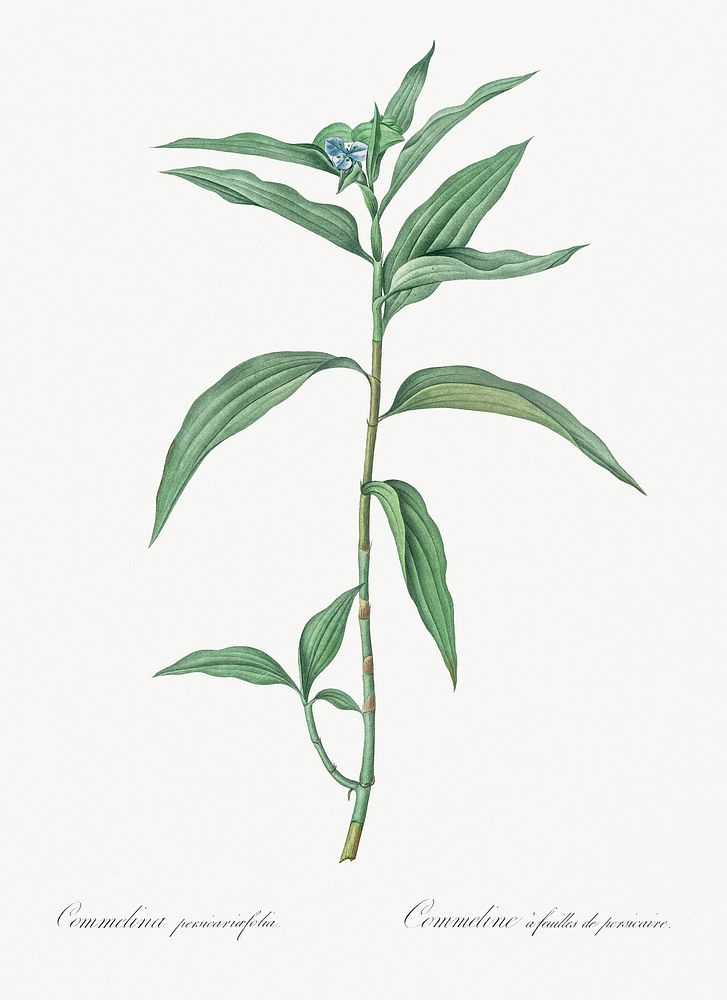 Dayflower illustration from Les liliac&eacute;es (1805) by Pierre Joseph Redout&eacute; (1759-1840). Original from New York…