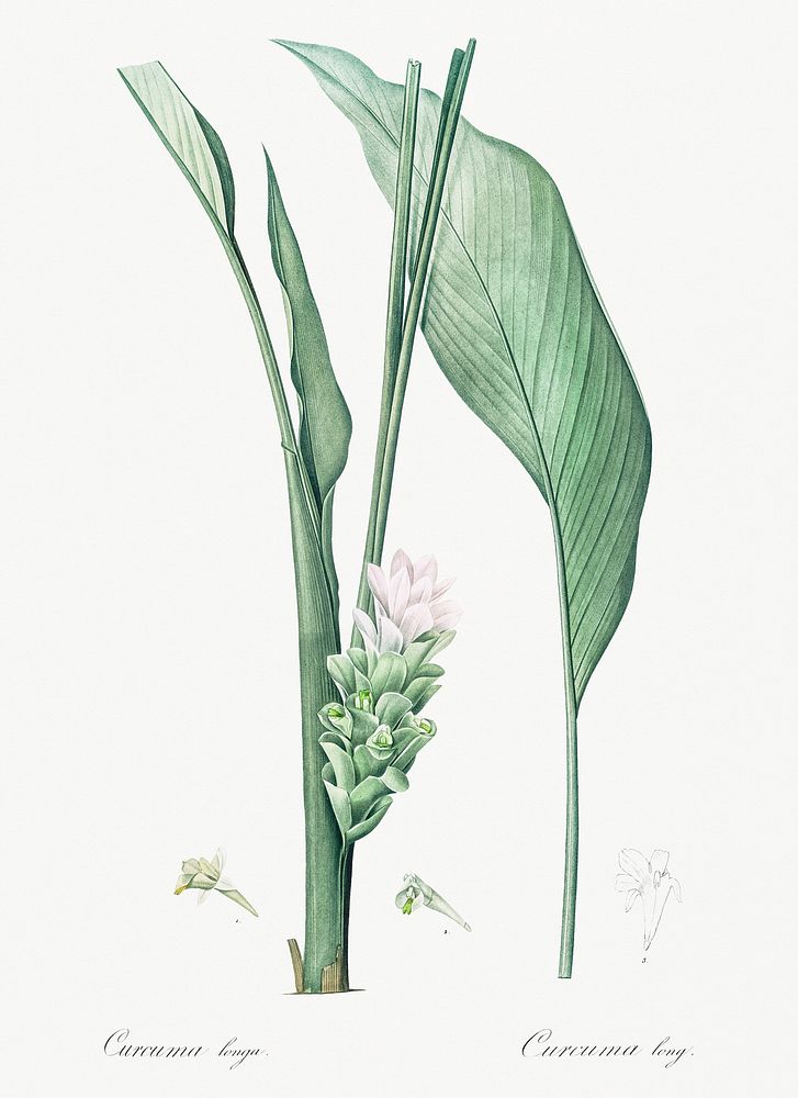 Turmeric illustration from Les liliac&eacute;es (1805) by Pierre Joseph Redout&eacute; (1759-1840). Original from New York…