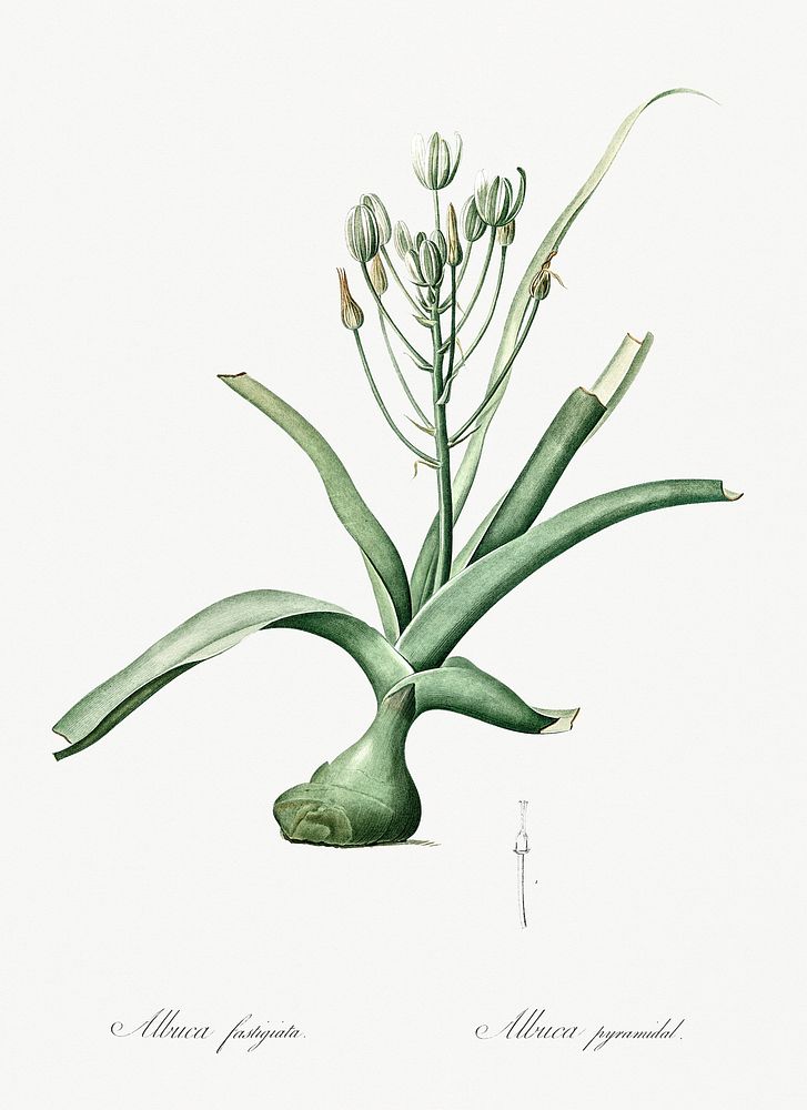 Slime lily illustration from Les liliac&eacute;es (1805) by Pierre Joseph Redout&eacute; (1759-1840). Original from New York…