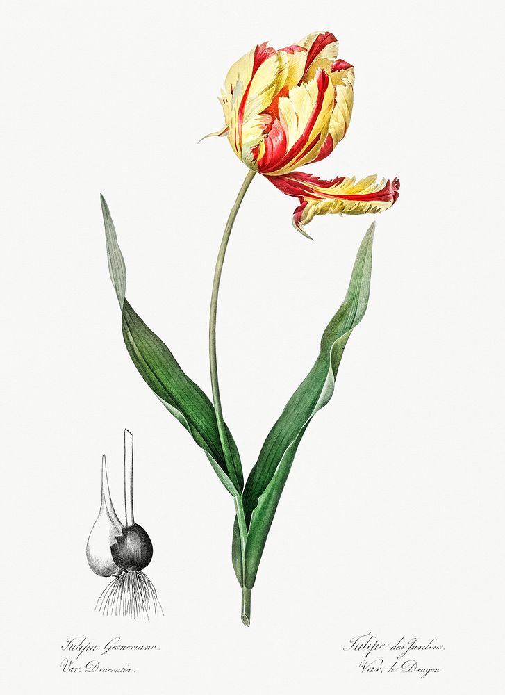 Didier's tulip illustration from Les liliac&eacute;es (1805) by Pierre-Joseph Redout&eacute;. Original from New York Public…