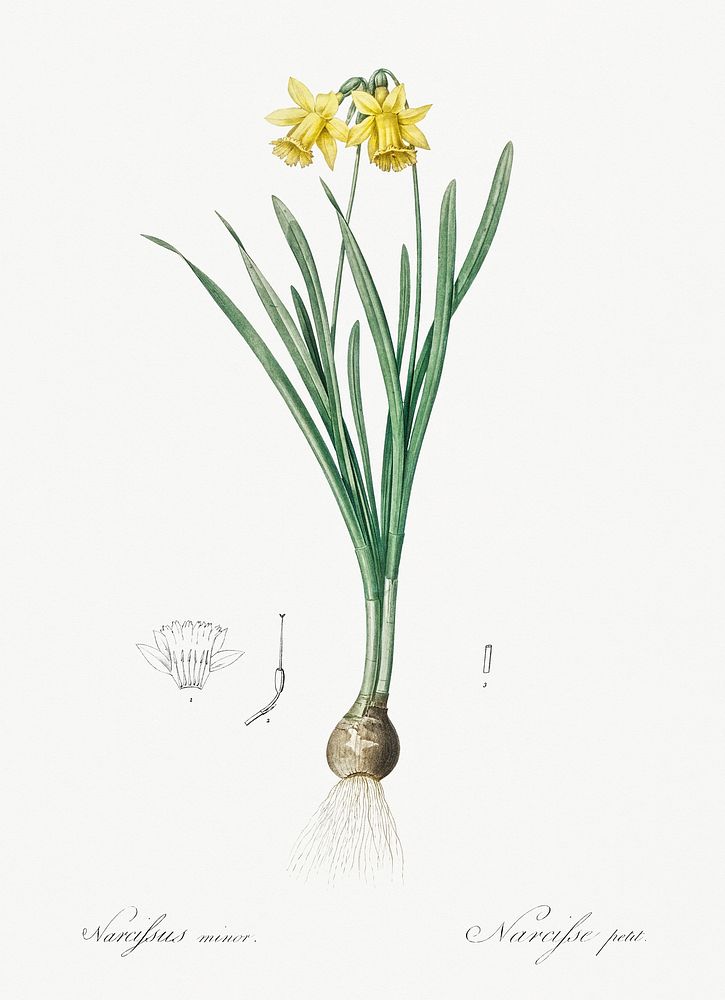 Lesser wild daffodil illustration from Les liliac&eacute;es (1805) by Pierre Joseph Redout&eacute; (1759-1840) Original from…