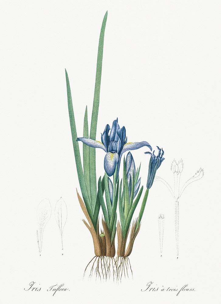 Milky iris illustration from Les liliac&eacute;es (1805) by Pierre Joseph Redout&eacute; (1759-1840). Original from New York…