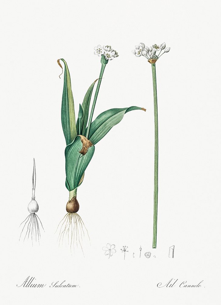 Ornamental onion illustration from Les liliac&eacute;es (1805) by Pierre Joseph Redout&eacute; (1759-1840). Original from…
