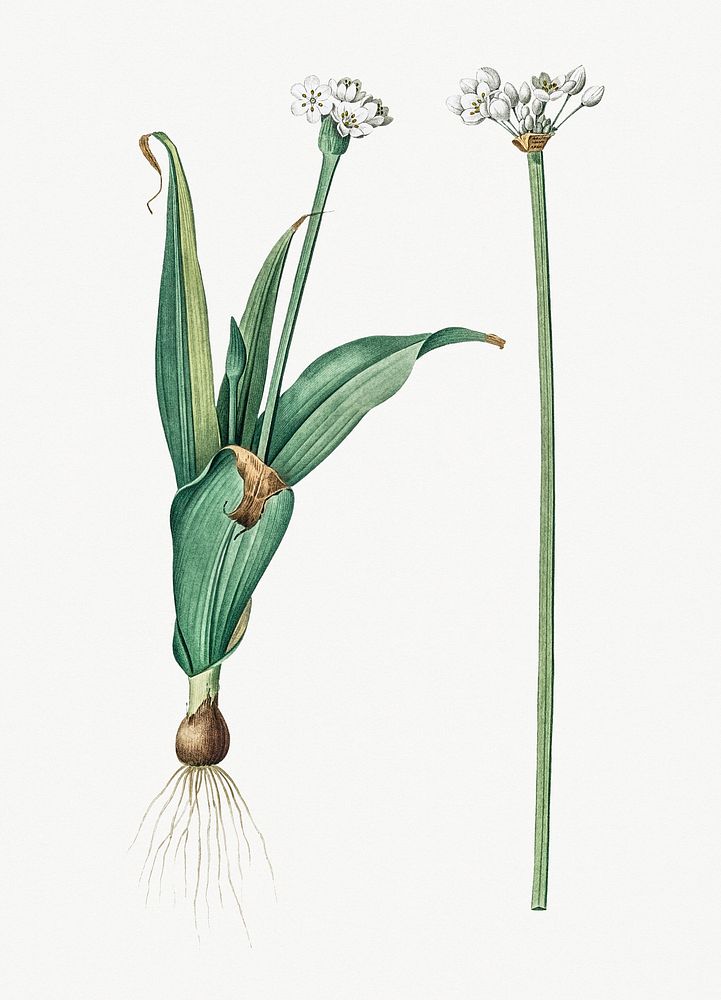 Vintage Illustration of Ornamental onion