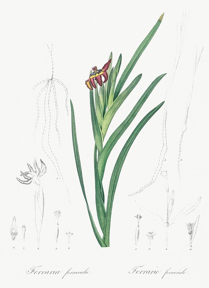 Spider iris illustration from Les liliac&eacute;es (1805) by Pierre Joseph Redout&eacute; (1759-1840). Original from New…