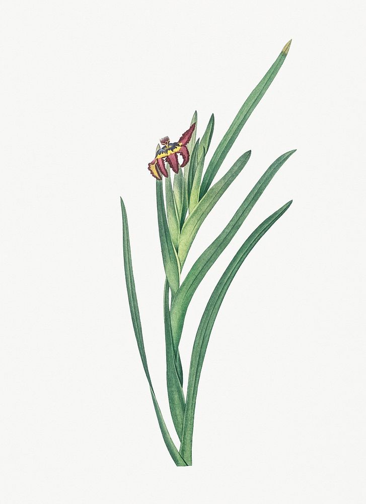 Vintage Illustration of Spider iris