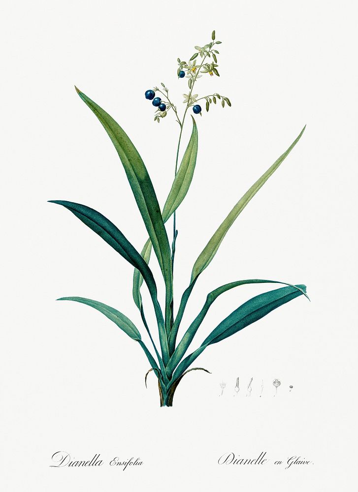 Flax lilies (Dianella ensifolia) illustration from Les liliac&eacute;es (1805) by Pierre-Joseph Redout&eacute;. Original…