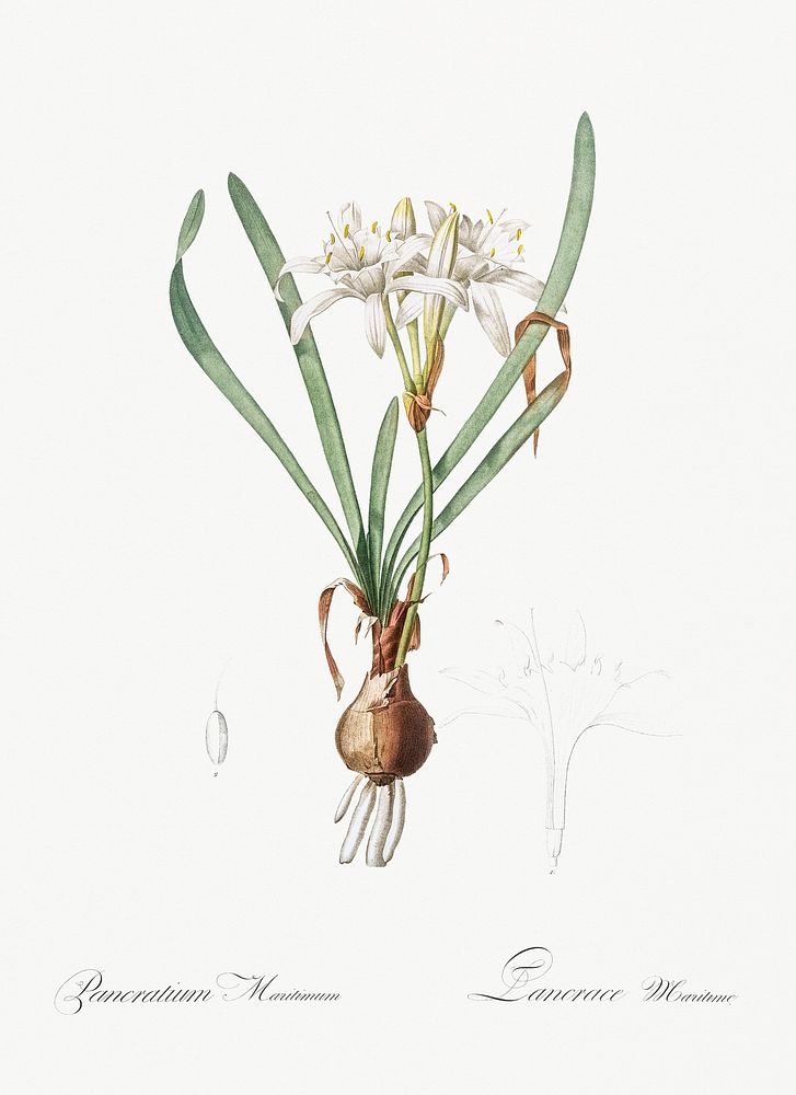 Sea daffodil illustration from Les liliac&eacute;es (1805) by Pierre-Joseph Redout&eacute;. Original from New York Public…