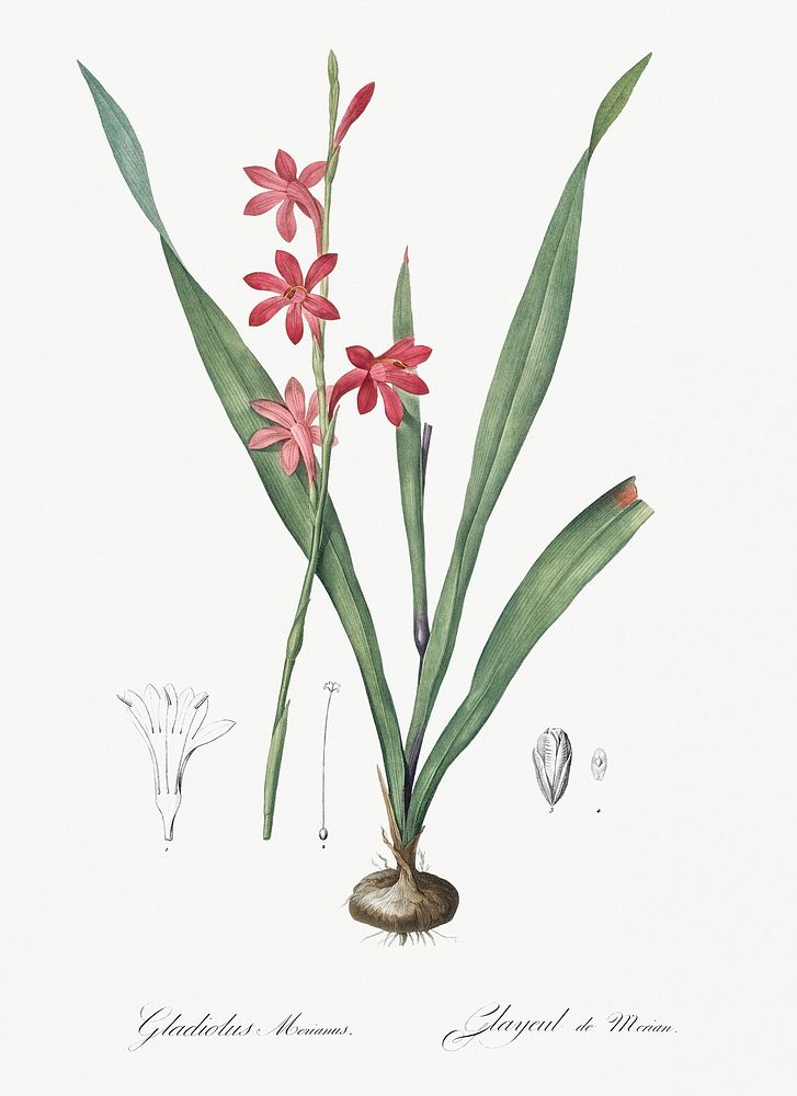 Watsonia illustration from Les liliac&eacute;es (1805) by Pierre-Joseph Redout&eacute;. Original from New York Public…
