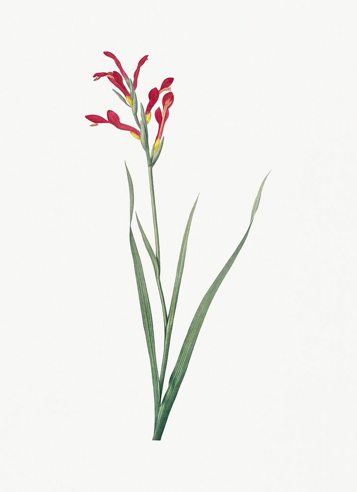 Vintage Illustration of Gladiolus cunonius