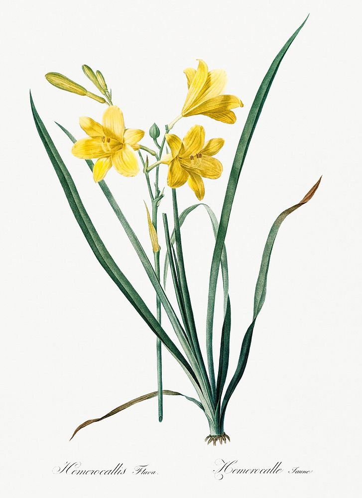 Day lily illustration from Les liliac&eacute;es (1805) by Pierre-Joseph Redout&eacute;. Original from New York Public…