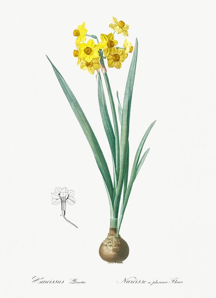 Daffodil illustration from Les liliac&eacute;es (1805) by Pierre-Joseph Redout&eacute;. Original from New York Public…