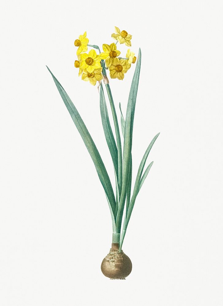 Vintage Illustration of Daffodil