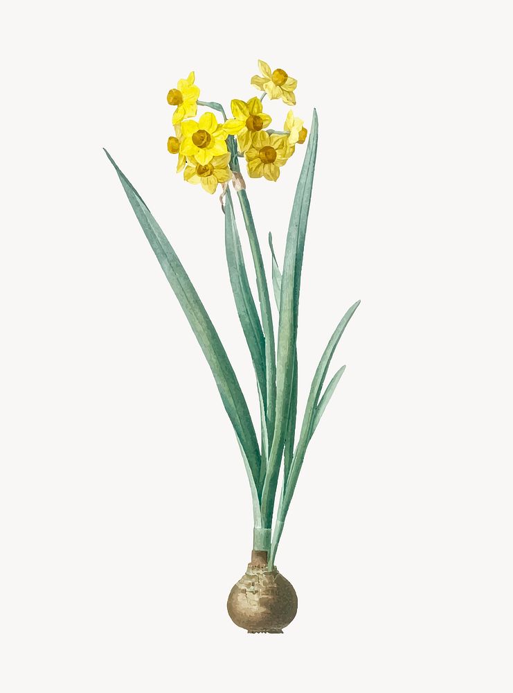 Vintage Illustration of Daffodil