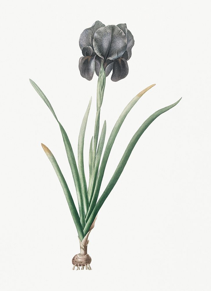 Vintage Illustration of Mourning iris