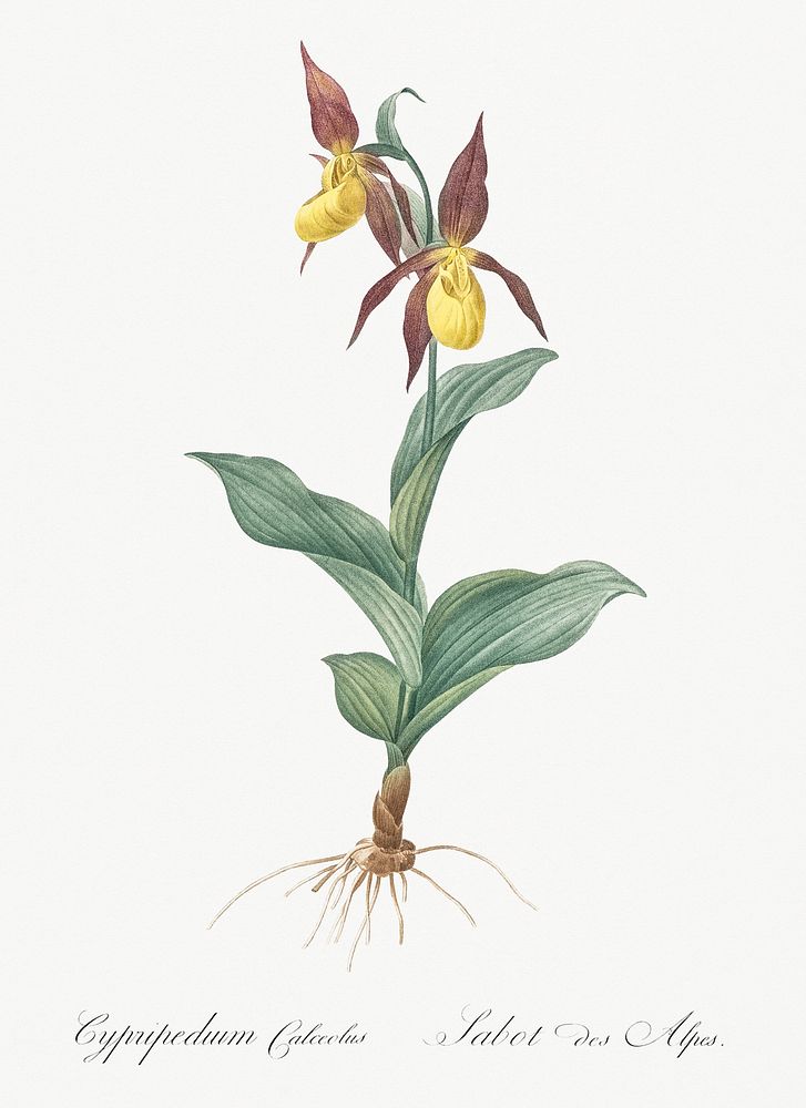 Lady's slipper orchid illustration from Les liliac&eacute;es (1805) by Pierre-Joseph Redout&eacute;. Original from New York…