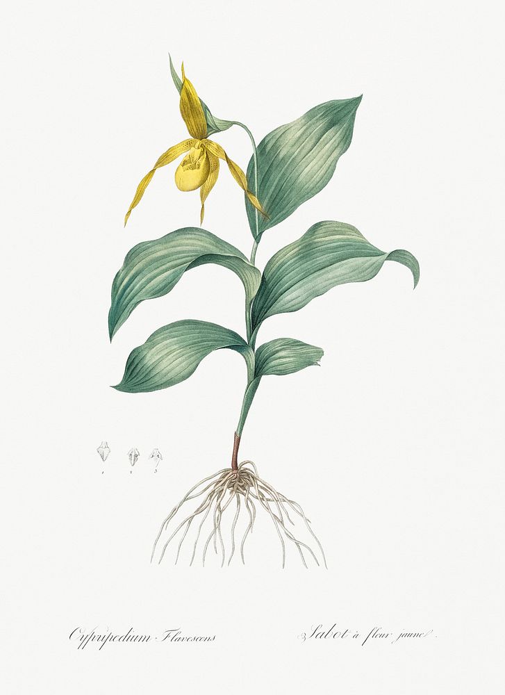 Yellow Lady's Slipper Orchid illustration from Les liliac&eacute;es (1805) by Pierre-Joseph Redout&eacute;. Original from…