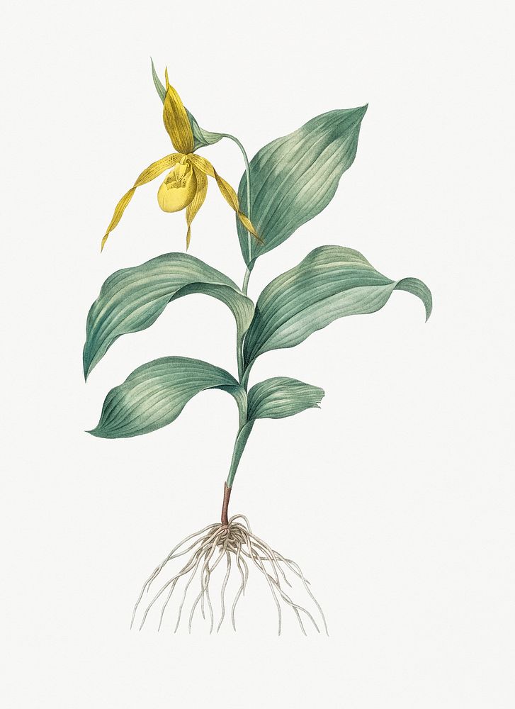 Vintage Illustration of Yellow Lady's Slipper Orchid