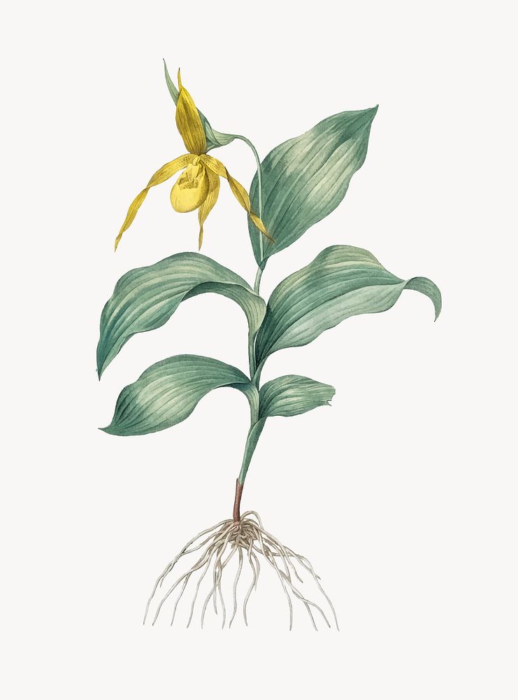 Vintage Illustration of Yellow Lady's Slipper Orchid