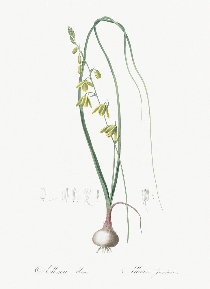 Albuca illustration from Les liliac&eacute;es (1805) by Pierre-Joseph Redout&eacute;. Original from New York Public Library.…