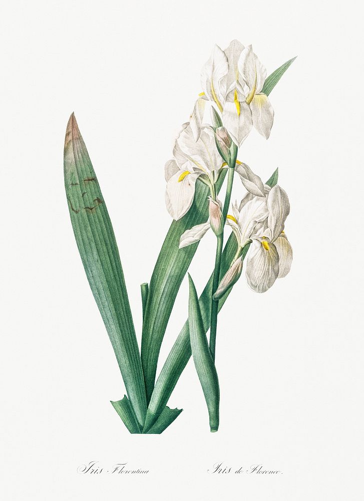 Iris florentina illustration from Les liliac&eacute;es (1805) by Pierre-Joseph Redout&eacute;. Original from New York Public…