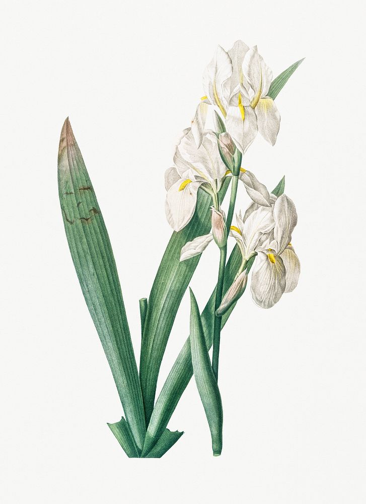 Vintage Illustration of Iris florentina