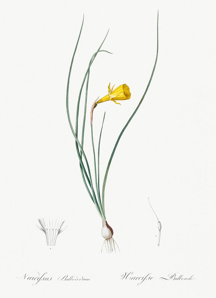 Daffodil illustration from Les liliac&eacute;es (1805) by Pierre-Joseph Redout&eacute;. Original from New York Public…