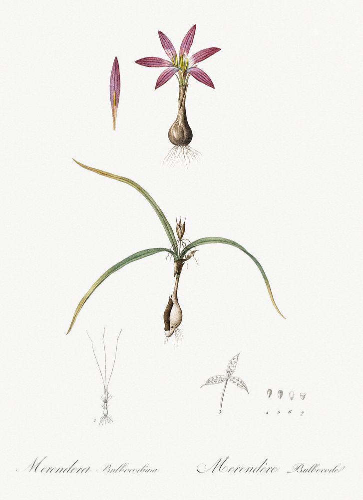 Spring meadow saffron illustration from Les liliac&eacute;es (1805) by Pierre-Joseph Redout&eacute;. Original from New York…