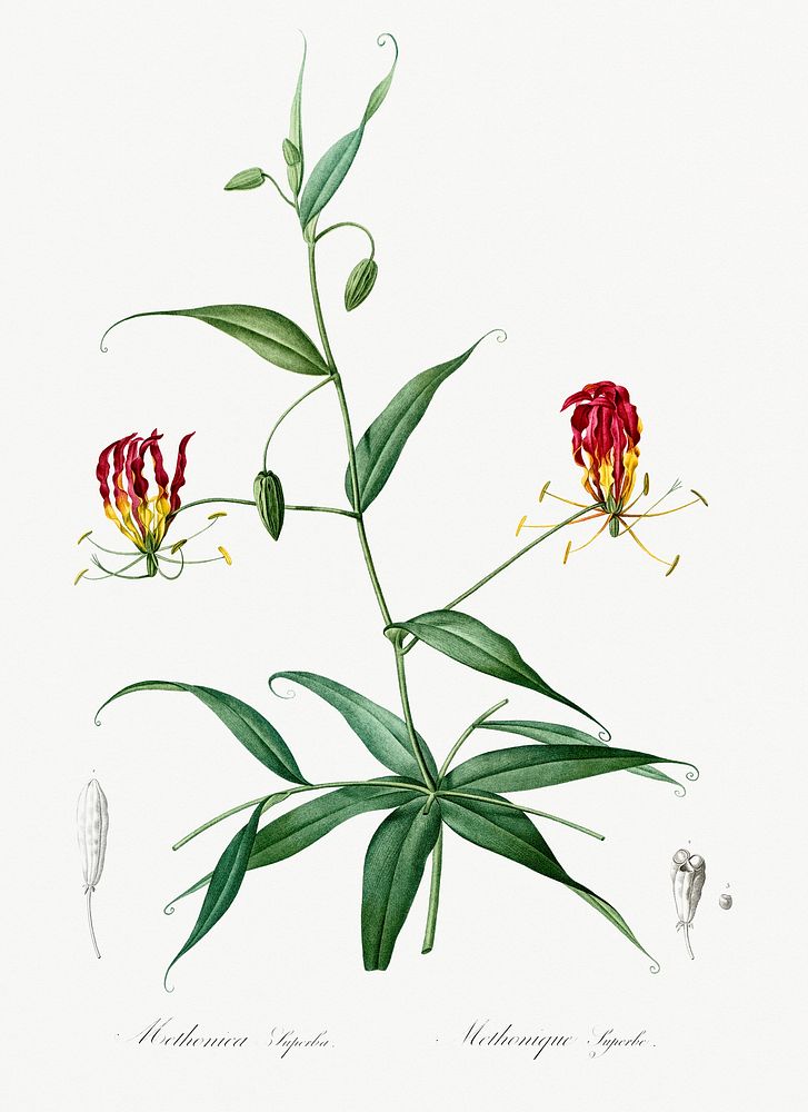 Flame lily illustration from Les liliac&eacute;es (1805) by Pierre-Joseph Redout&eacute;. Original from New York Public…