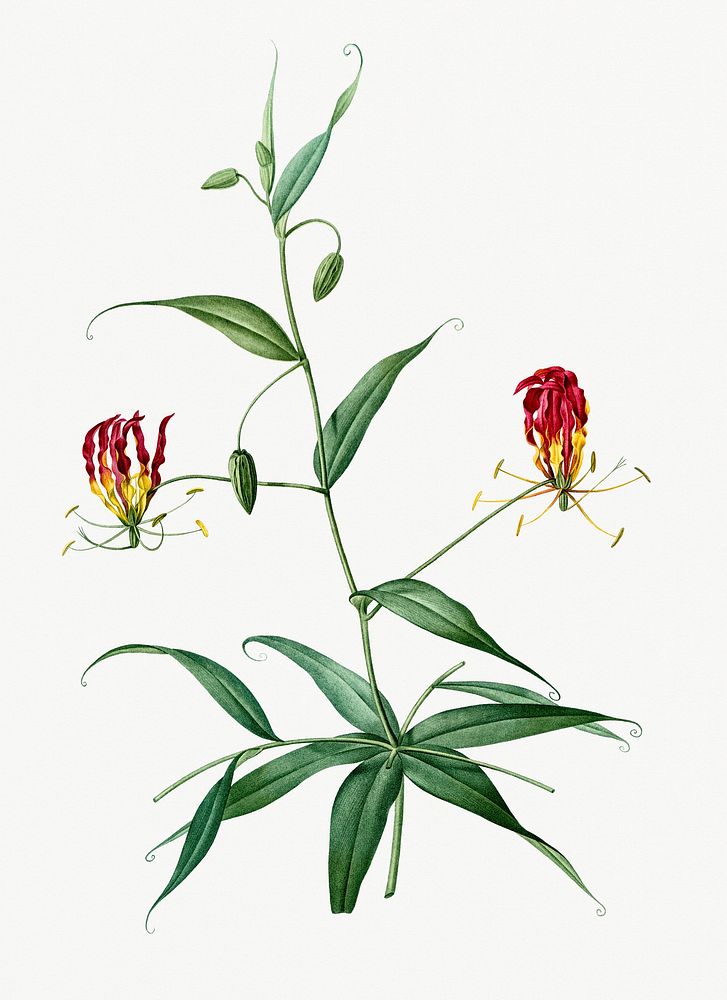 Vintage Illustration of Flame lily