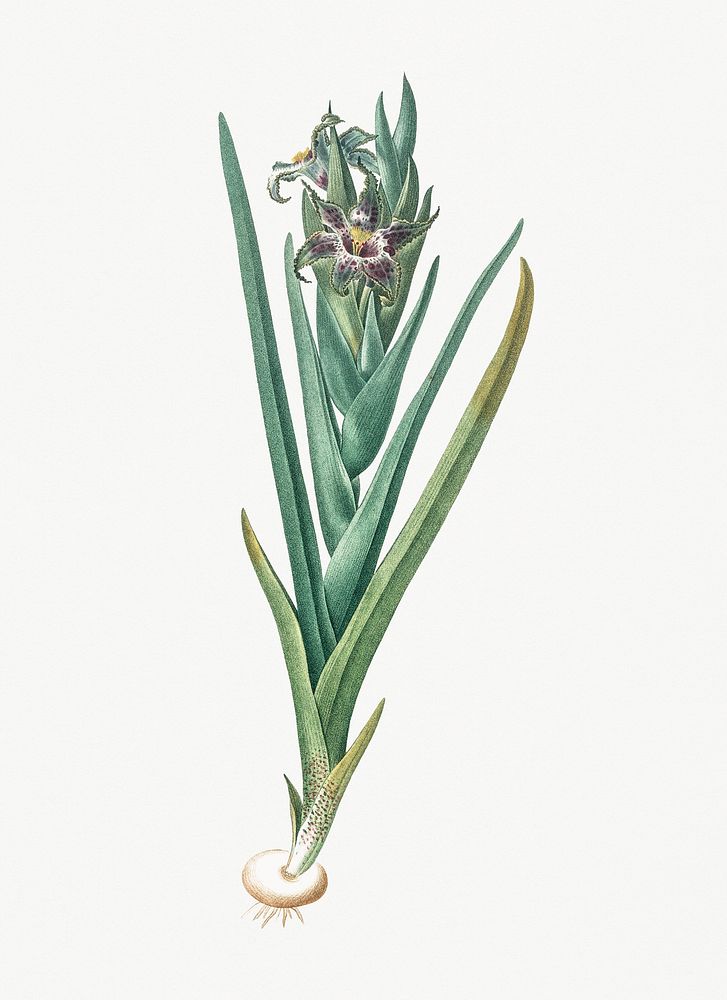 Vintage Illustration of Ferraria