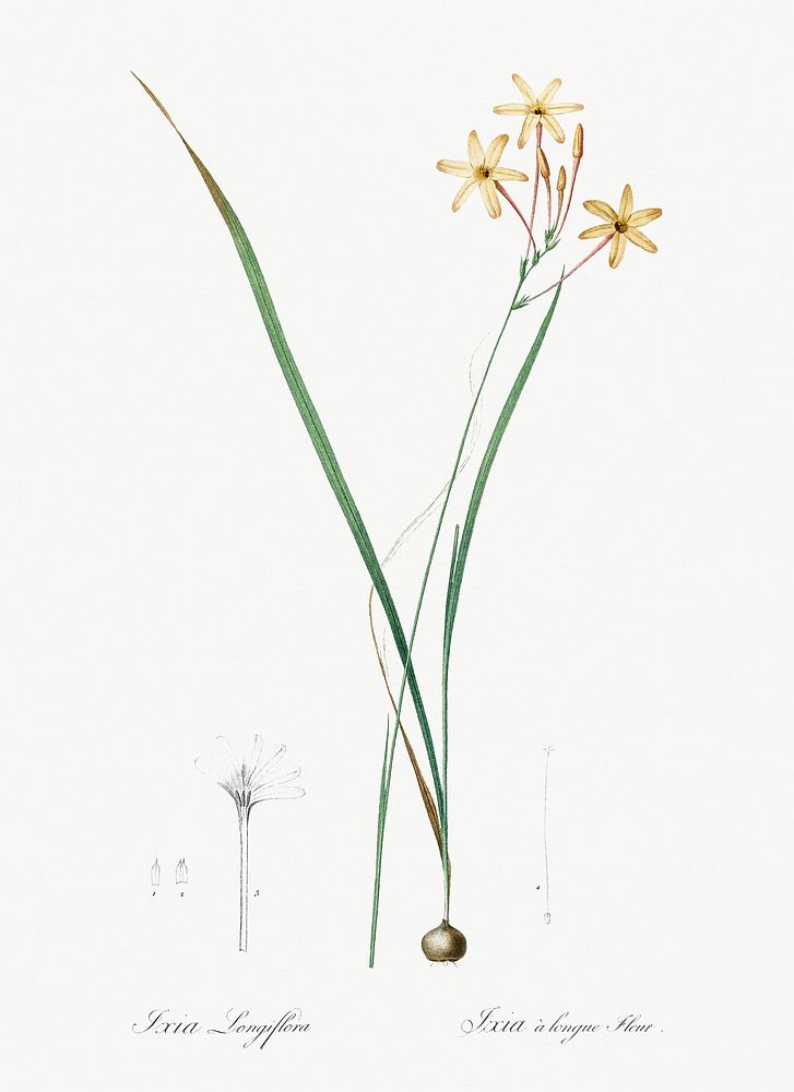 Ixia longiflora illustration from Les liliac&eacute;es (1805) by Pierre-Joseph Redout&eacute;. Original from New York Public…