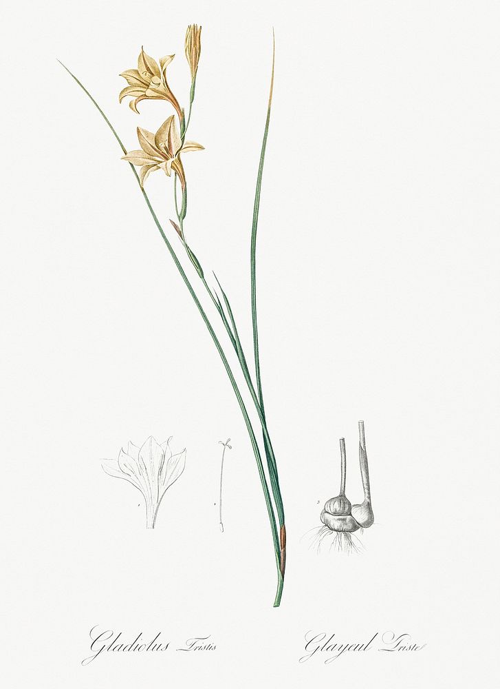 Gladiolus illustration from Les liliac&eacute;es (1805) by Pierre-Joseph Redout&eacute;. Original from New York Public…