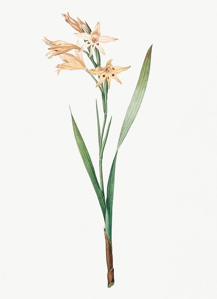 Vintage Illustration of Gladiolus cuspidatus