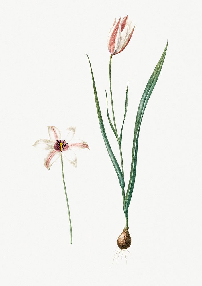 Vintage Illustration of Lady tulip
