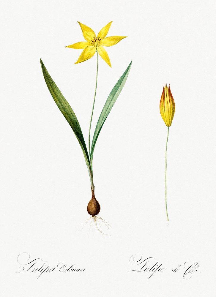 Tulipa celsiana illustration from Les liliac&eacute;es (1805) by Pierre-Joseph Redout&eacute;. Original from New York Public…