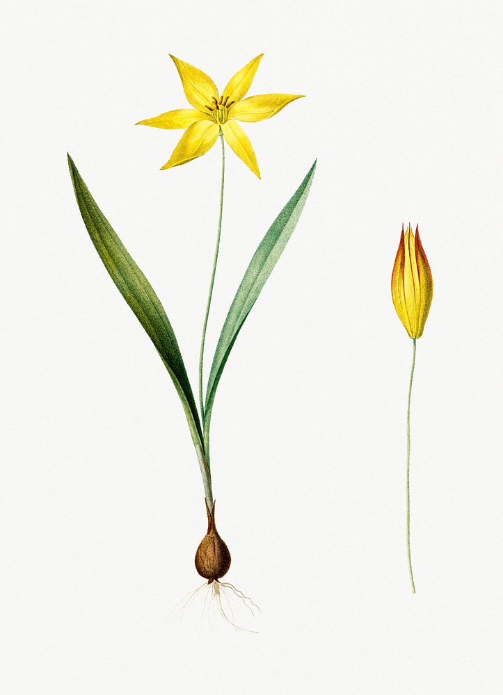 Vintage Illustration of Tulipa celsiana