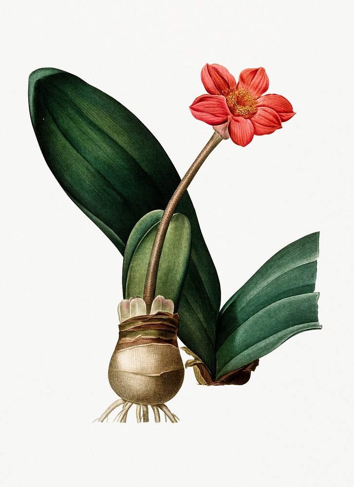 Vintage Illustration of Blood lily