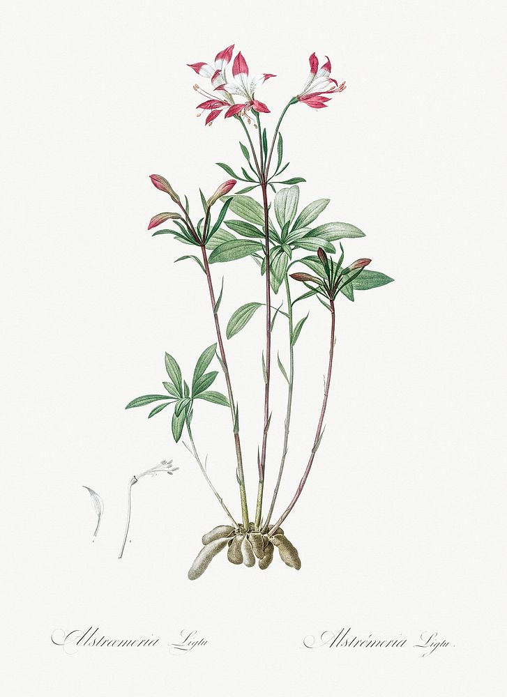 Lily of the Incas illustration from Les liliac&eacute;es (1805) by Pierre-Joseph Redout&eacute;. Original from New York…