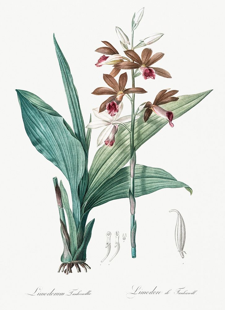 Limodorum tankervilleae illustration from Les liliac&eacute;es (1805) by Pierre-Joseph Redout&eacute;. Original from New…