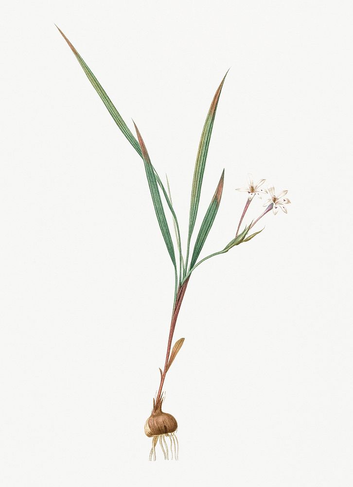 Vintage Illustration of Gladiolus inclinatus