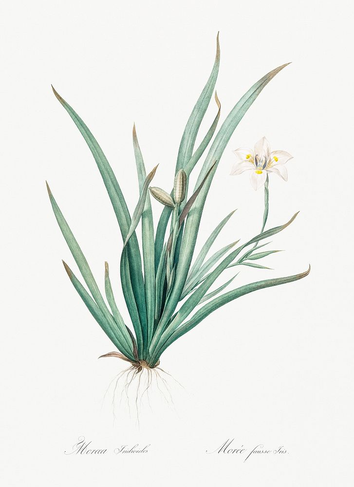 Fortnight lily illustration from Les liliac&eacute;es (1805) by Pierre-Joseph Redout&eacute;. Original from New York Public…