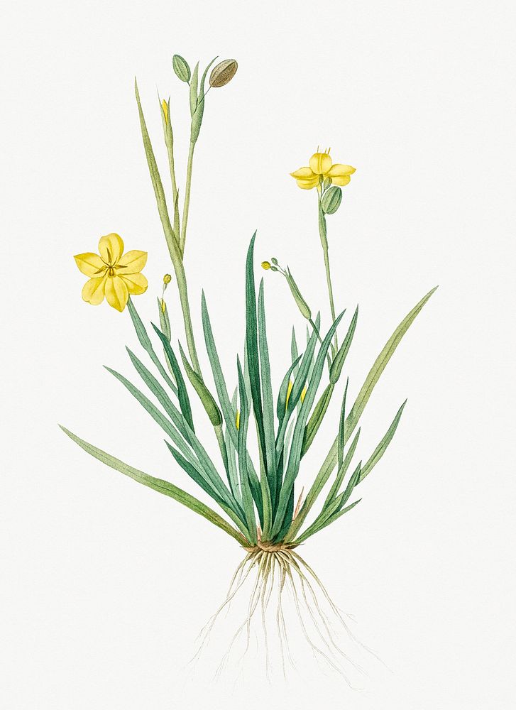 Vintage Illustration of Yellow eyed grass