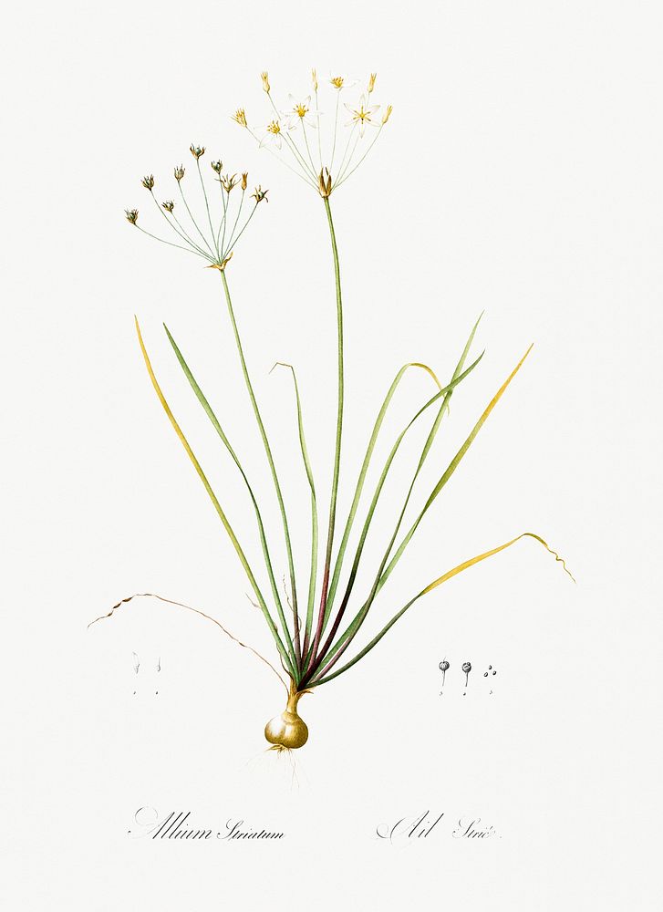 Allium straitum illustration from Les liliac&eacute;es (1805) by Pierre-Joseph Redout&eacute;. Original from New York Public…