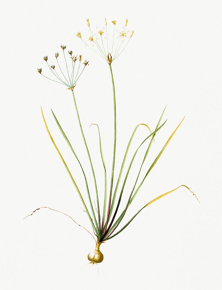 Vintage Illustration of Allium straitum