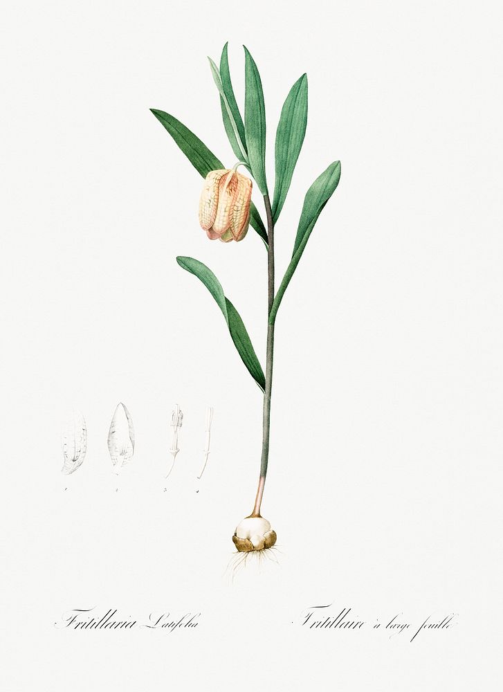 Fritillaria latifolia illustration from Les liliac&eacute;es (1805) by Pierre-Joseph Redout&eacute;. Original from New York…