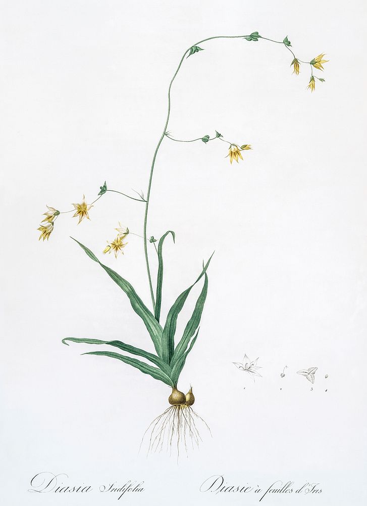 Diasia iridifolia illustration from Les | Free Photo Illustration ...
