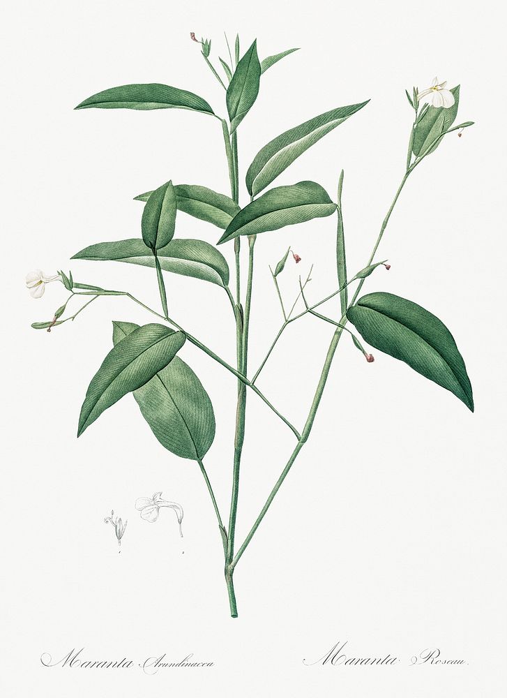 Maranta arundinacea illustration from Les liliac&eacute;es (1805) by Pierre-Joseph Redout&eacute;. Original from New York…